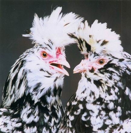 Pavlovi csirkék fotó leírás sziklák, a termelékenység, a tartalom