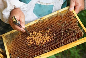 Méhészeti mint üzleti első lépéseket, a nyereségesség, a profik