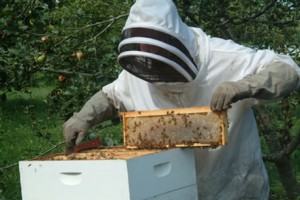Méhészeti, mint egy üzleti - végrehajtása ötletek