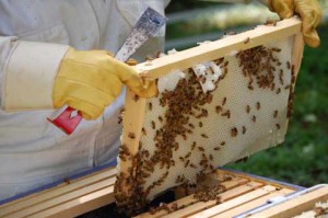 Méhészeti, mint egy üzleti - végrehajtása ötletek