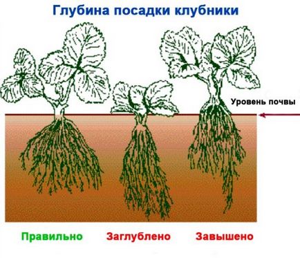Transzplantációs eper, milyen a növény és az újratelepítést eper