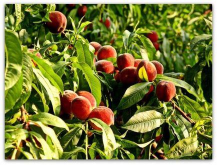 Peach ültetési és növekvő