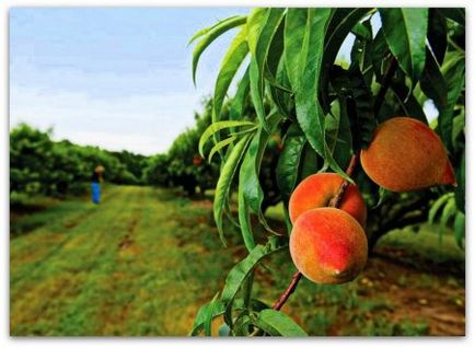 Peach ültetési és növekvő