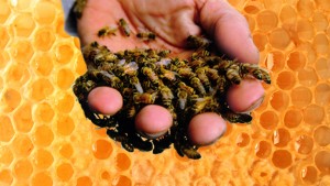 Elsősegély a méh fullánkja, megszüntetve ödéma és duzzanat, vagy ártalom egy szúrás allergia