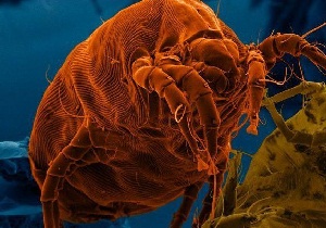 Poratka képek parazita, az allergiás reakciók jelei és kezelésük