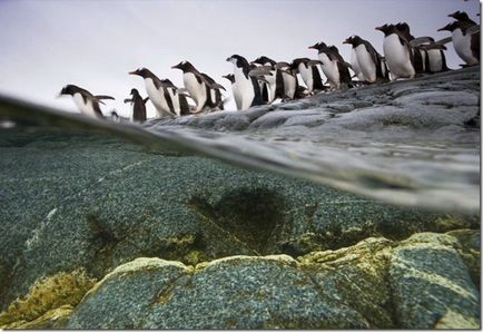 Penguins - szokatlan madarak
