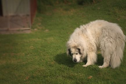 Pireneusi hegyi kutya enciklopédia kutyákról