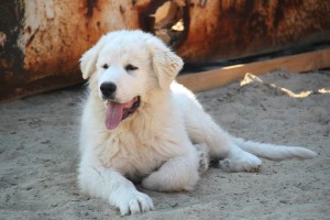 Pireneusi hegyi kutya - leírása, fényképek, videók, az ár a kölykök „hogy mancs”