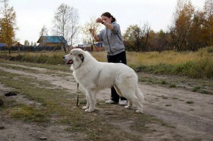 Pireneusi hegyi kutya - leírása, fényképek, videók, az ár a kölykök „hogy mancs”