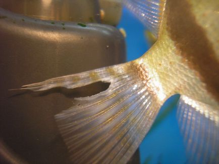 Fin rothadás hal - Okok és kezelés