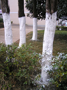 whitewashing fák