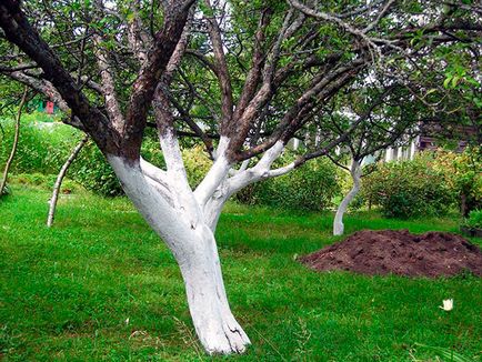 Meszelés fák tavasszal - mikor és miért fehéríti a fák tavasszal, mint elfedik a gyümölcsfák
