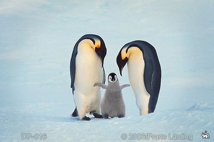 Miért császárpingvinek nem fagyasztható