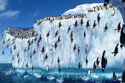 Miért császárpingvinek nem fagyasztható