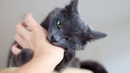 Miért a macska hörgés és sziszeg ok nélkül, hogyan elválasztott gyerek, video