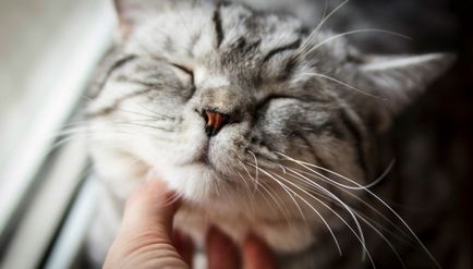 Miért macskák murchat miért és hogyan csinálják