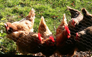 Miért a csirkék nem hordozzák az oka, hogy növelje a tojástermelés