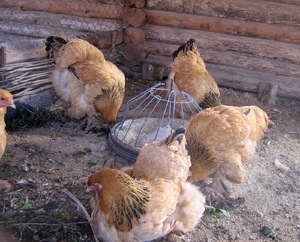 Miért a csirkék nem hordozzák az oka, hogy növelje a tojástermelés