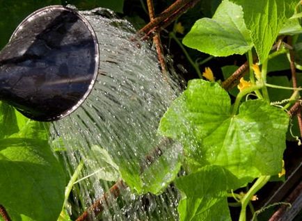 Miért uborka elhagyja az üvegházban csavar
