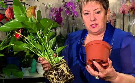 Miért ne Anthurium virágzik a hazai és mit kell tenni, hogy kivirult