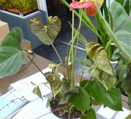 Miért ne Anthurium virágzás otthon, hogyan kell vigyázni, hogy virágzott, és mi a teendő során