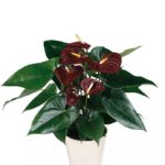 Miért ne Anthurium virágzás otthon, hogyan kell vigyázni, hogy virágzott, és mi a teendő során
