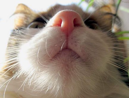 Miért macskák nedves orrát