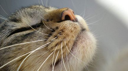 Miért macskák nedves orrát
