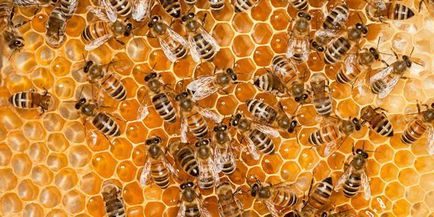 Miért van szükség a méh elpusztul, miután megmarta, és mik a következményei az emberi