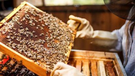 Miért van szükség a méh elpusztul, miután megmarta, és mik a következményei az emberi