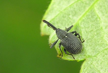 Miért kapok weevils az eper és harcolni vele