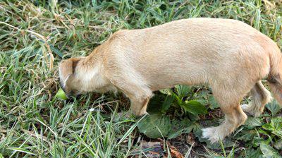 Miért a kutya füvet eszik a füvet és az emésztést kutyák