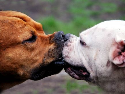 Miért kutyák harcolnak és hogyan lehet megállítani a küzdelmet - a baktériumokat az élet