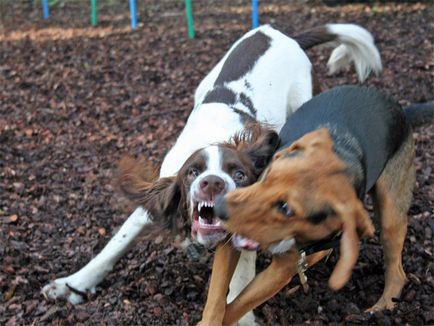 Miért kutyák harcolnak és hogyan lehet megállítani a küzdelmet - a baktériumokat az élet
