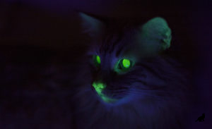 Miért macska szeme világít a sötétben okai