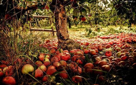 Miért alma almákat visszaengedett és mit kell tenni, akik mit hol
