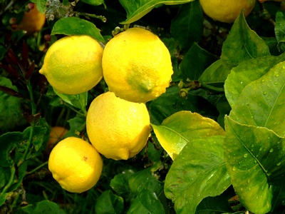 Miért levelek sárgulnak citrom- és hogyan kell harcolni