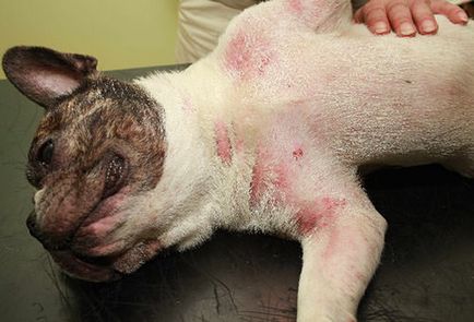 Bőr alá atkák kutyák - Tünetek és kezelés, hogyan lehet eljutni