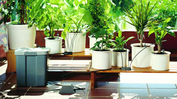 Öntözés szobanövények módszerek, technikák és megfelelő talajnedvesség rezsim szobanövények