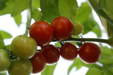 Cherry paradicsom nő, mivel a növényi magvak, gondoskodás, fotó, videó
