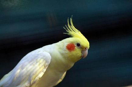 Cockatiel szajkózza vélemények és tartalmakat, otthon