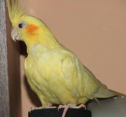 Cockatiel szajkózza vélemények és tartalmakat, otthon