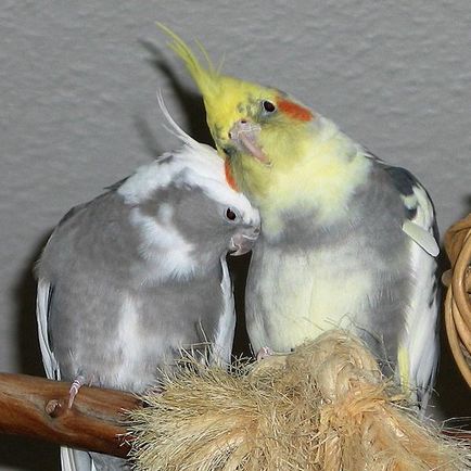 Cockatiel szajkózza vélemények és tartalmakat, otthon