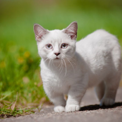 Munchkin macska fajta fajta leírását, árát, 10 fényképek, videók