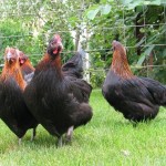 Breed csirkék Maran leírás, képek, vélemények és videók