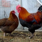 Breed csirkék Maran leírás, képek, vélemények és videók