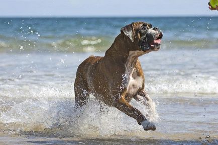 Boxer kutya fajta leírás, különbségek és sajátosságok