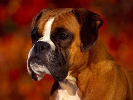 Boxer kutya fajta leírás, különbségek és sajátosságok (boxer tudnia kellene) Boxer kutya fajta leírás, különbségek és sajátosságok