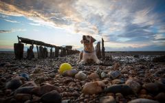 Kutyafajták tartalmáért a friss levegő (madárház), Dane Rottweiler Samoyed husky