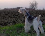 Kutyafajták tartalmáért a friss levegő (madárház), Dane Rottweiler Samoyed husky